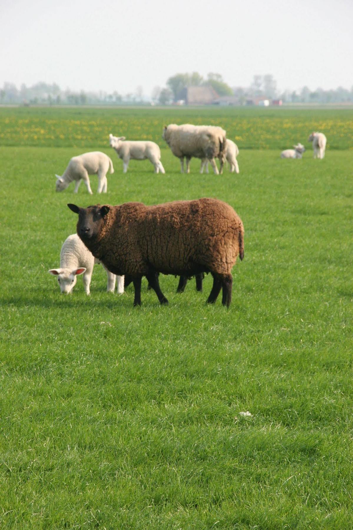 Countryside Eco Natuurhuisjes Ee 외부 사진